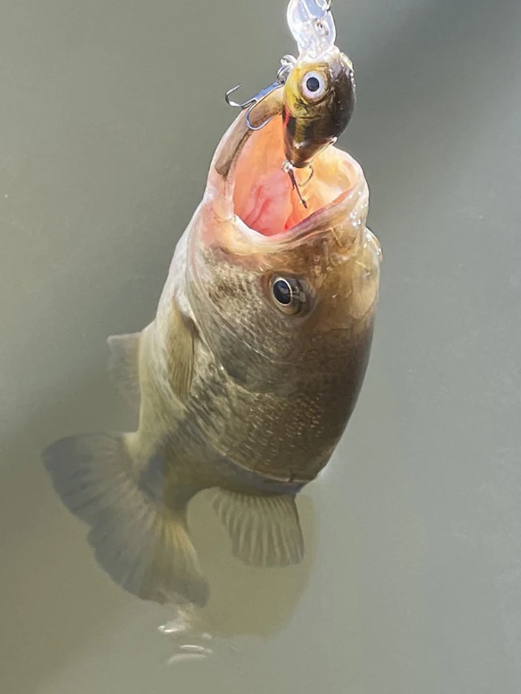 Complete 8-Piece Lure Set